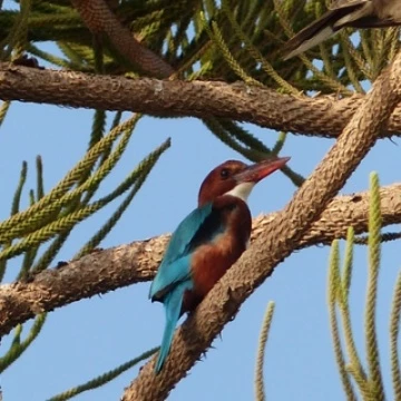 kingfisher
