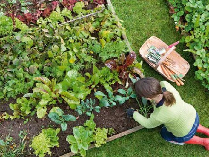 kitchen garden produce a feast  alan titchmarsh