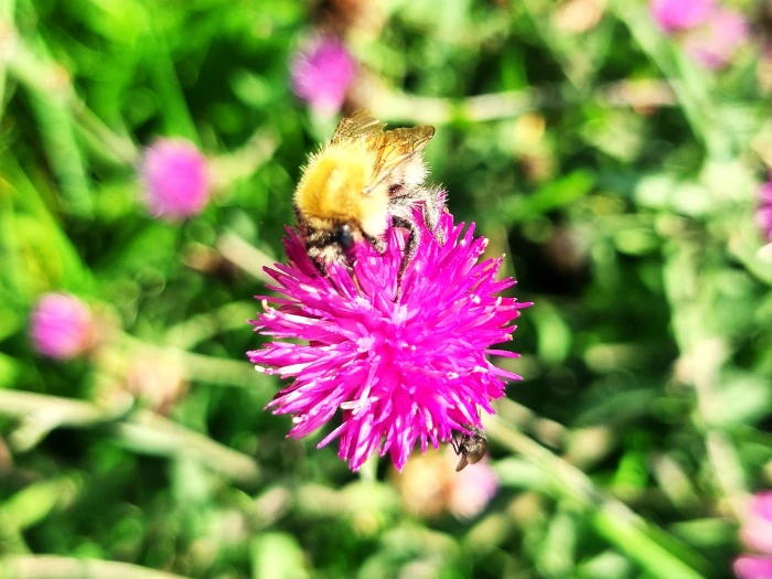 knapweed bee