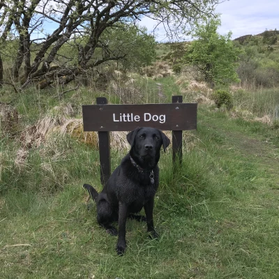 little-dog-sign