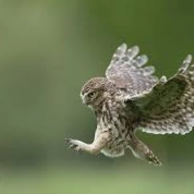 little owl2