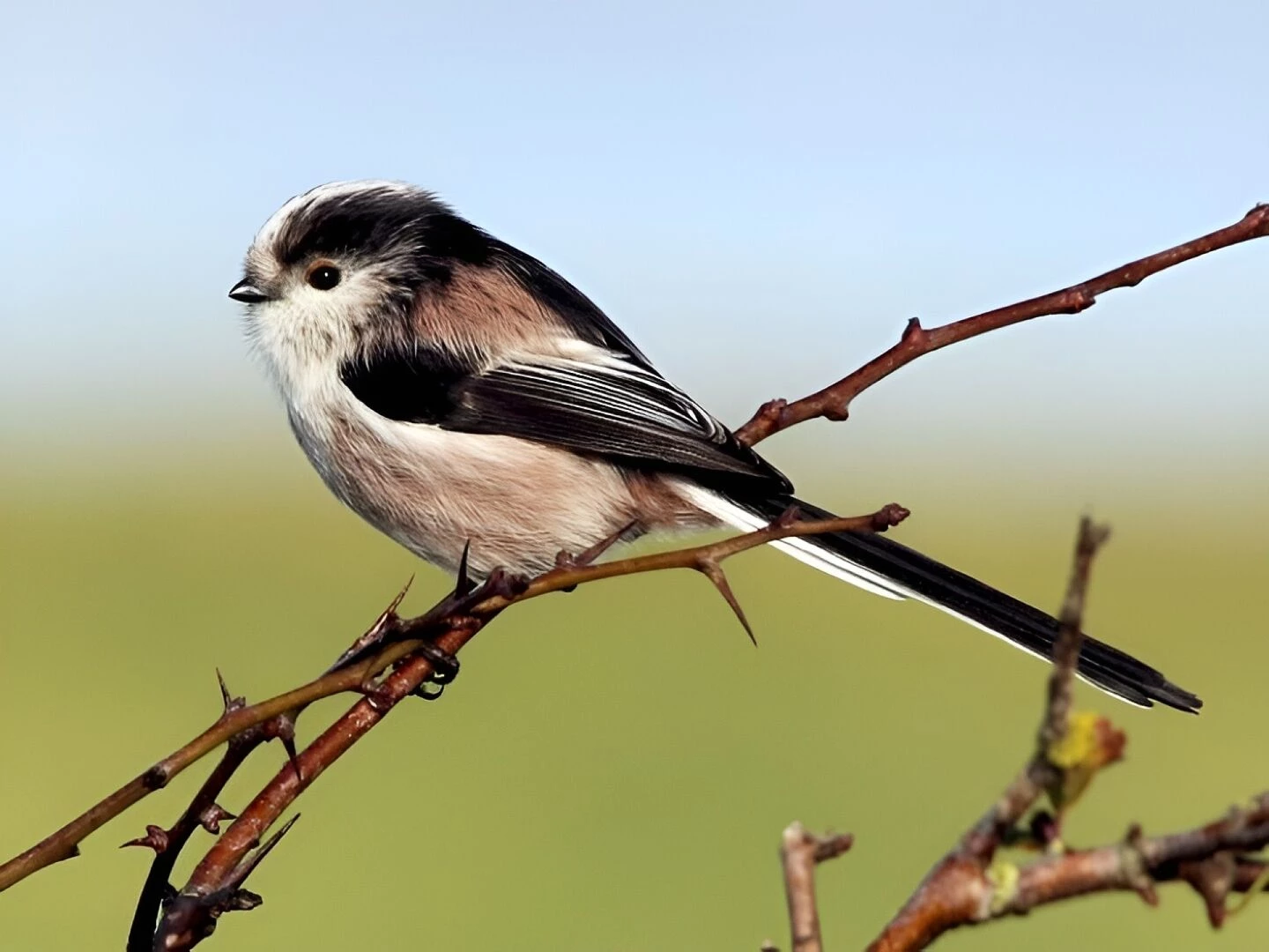 long tailed tit 2