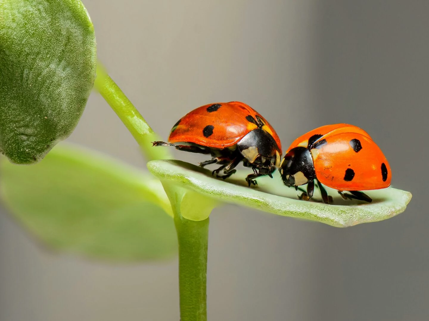 macro shot of two ladybugs on a green leaf showcasing nature39s beauty