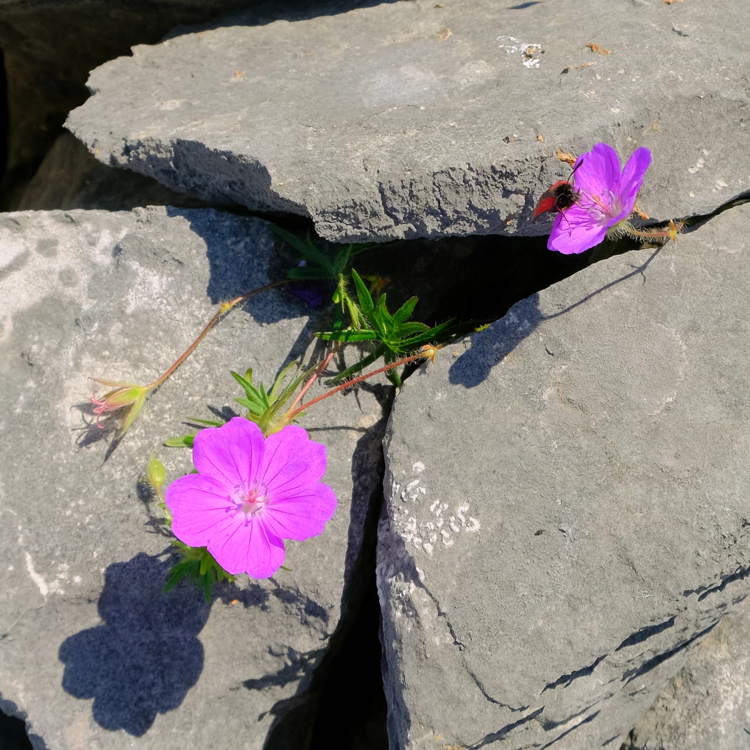 magenta geranium and burnet mothf3518
