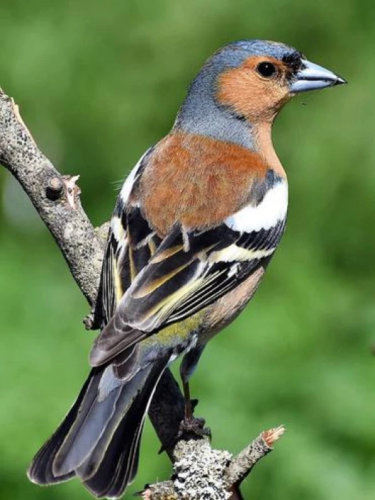 male chaffinch