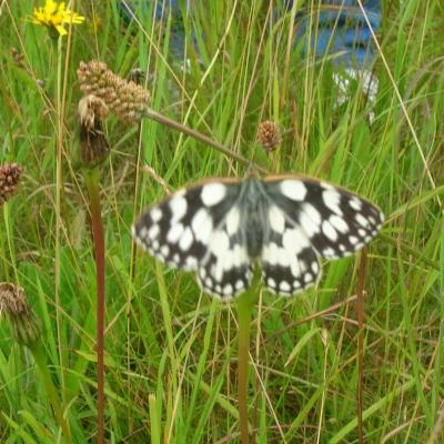 marbled-white-butterfly