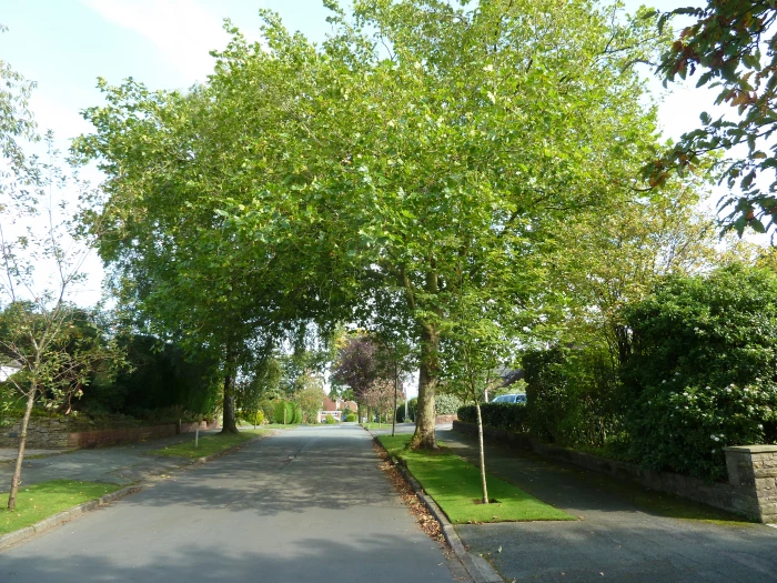 mature-tree-overhanging-high-tree-drive