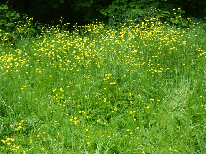 meadow buttercups photo 1
