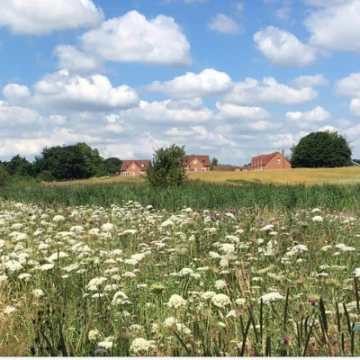 meadow
