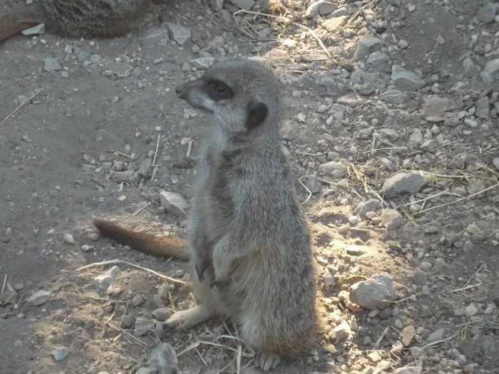 meercat at reaseheath