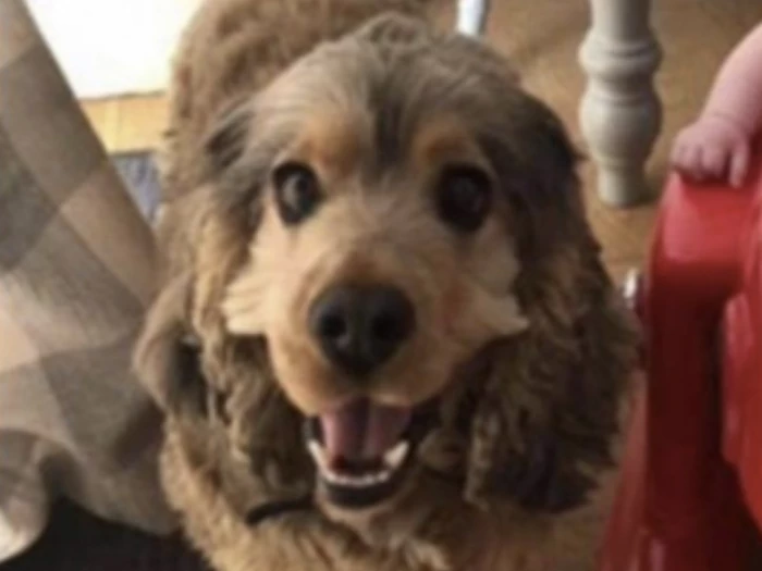 missing dog