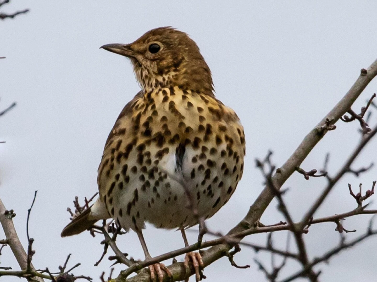 mistle thrush thrush songbird european thrush feathers wilderness outdoor song thrush mistle thrush mistle thrush mistle thrush thrush thrush song thrush song thrush song thrush song thrush song thrush