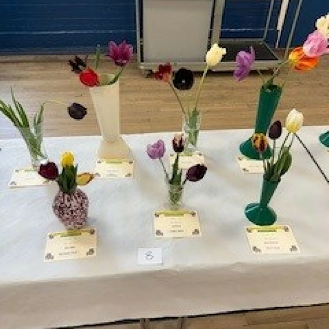 mixed tulips