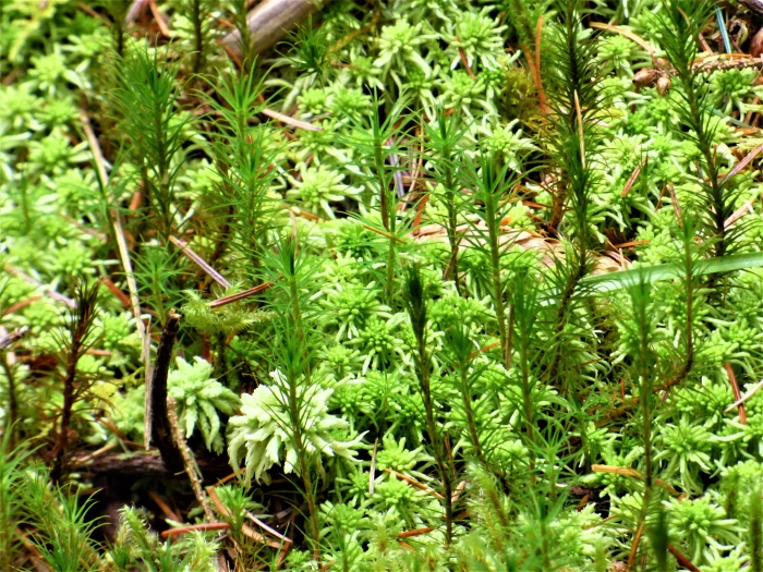 moss forest