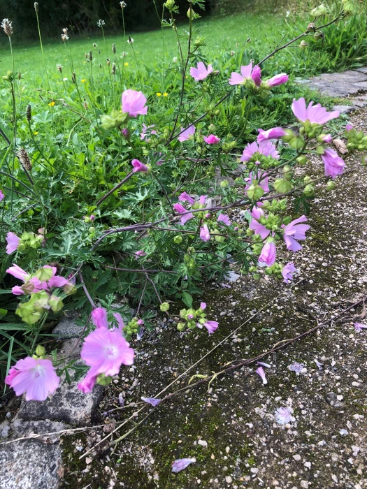 musk mallow