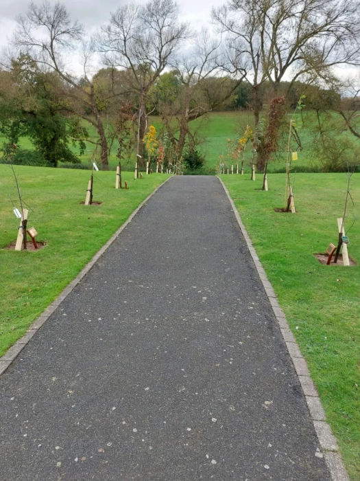 new trees in cemetery
