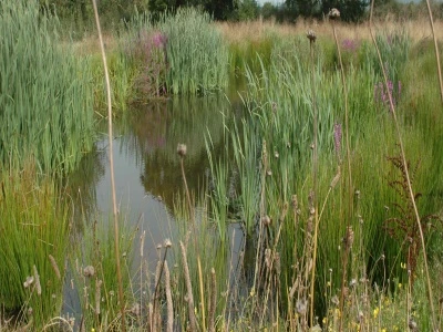 newt pond today landscape