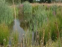 newt pond today landscape