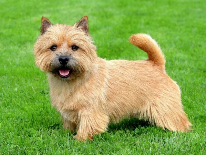 norwichterrier
