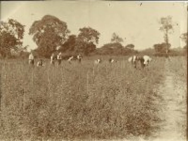ollerton