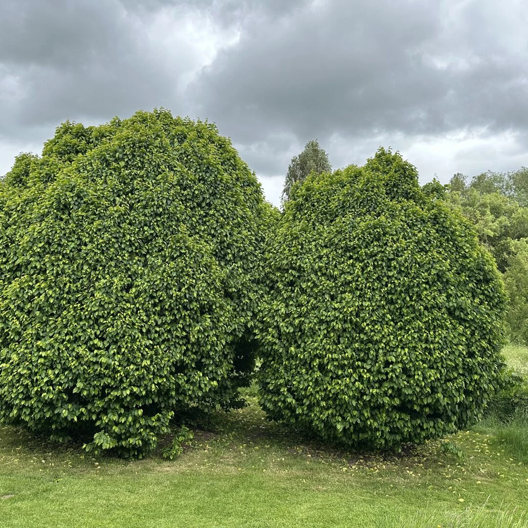 open garden 14