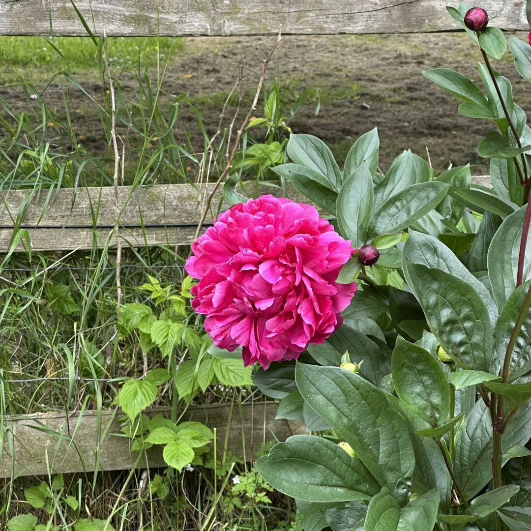 open garden 16