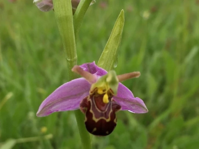 orchid eastfield 30th may 2017
