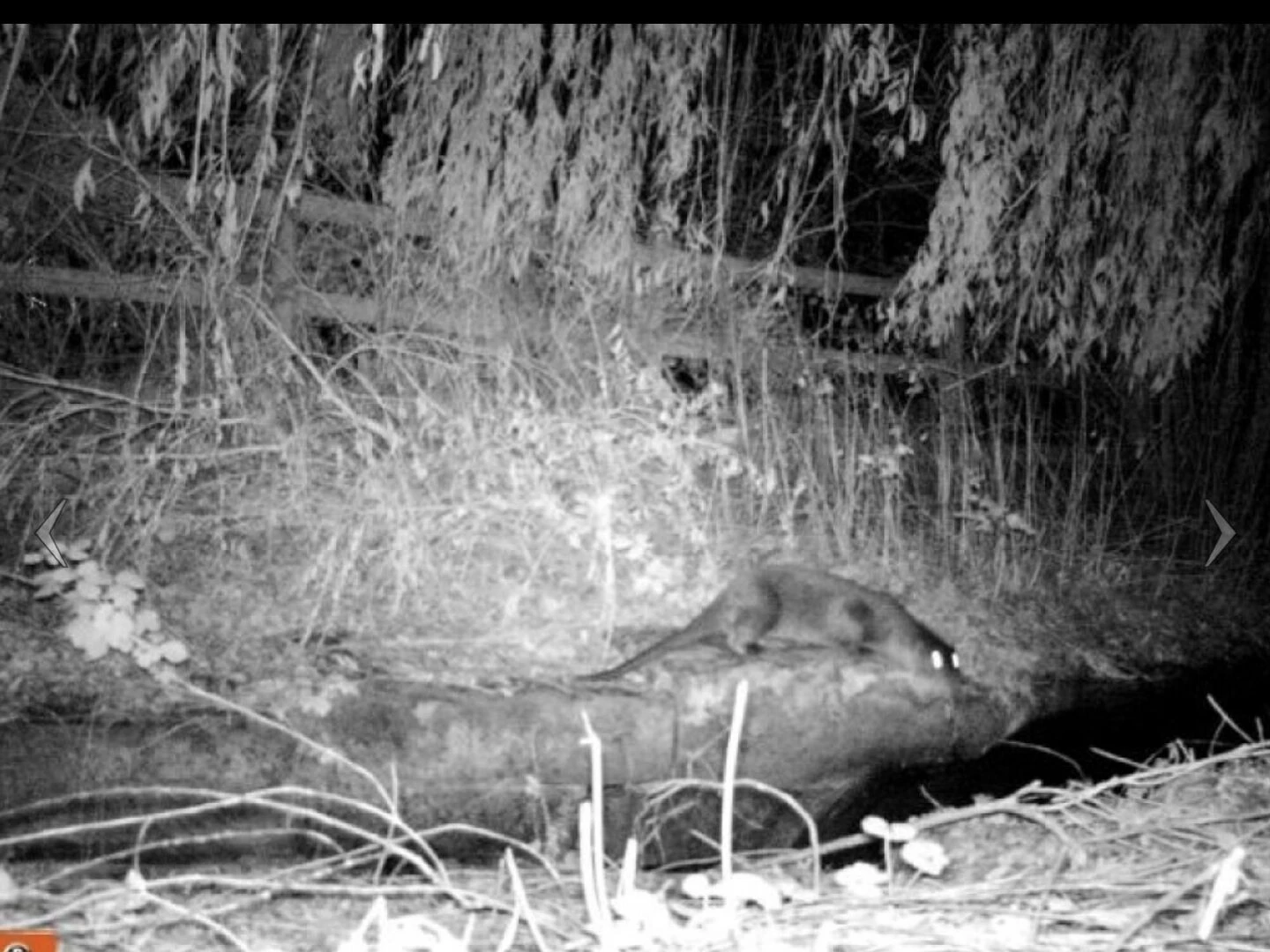 otter 2015