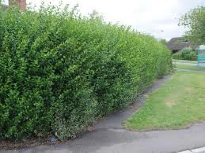 overgrown-hedges