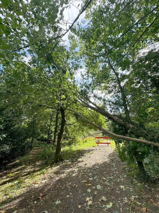 overhanging branch 24082024