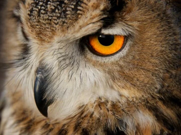 owl