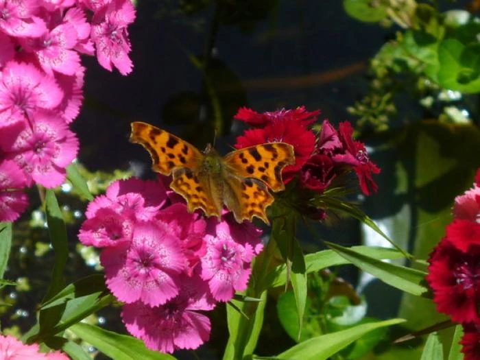 painted lady butterfly on sweet william late june 2018