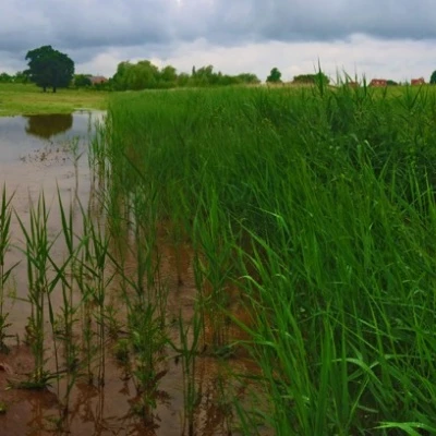 panorama wetlands 1
