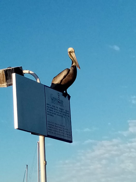 pelican crossing custom quay chaguaramas