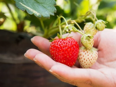 person holding strawberry