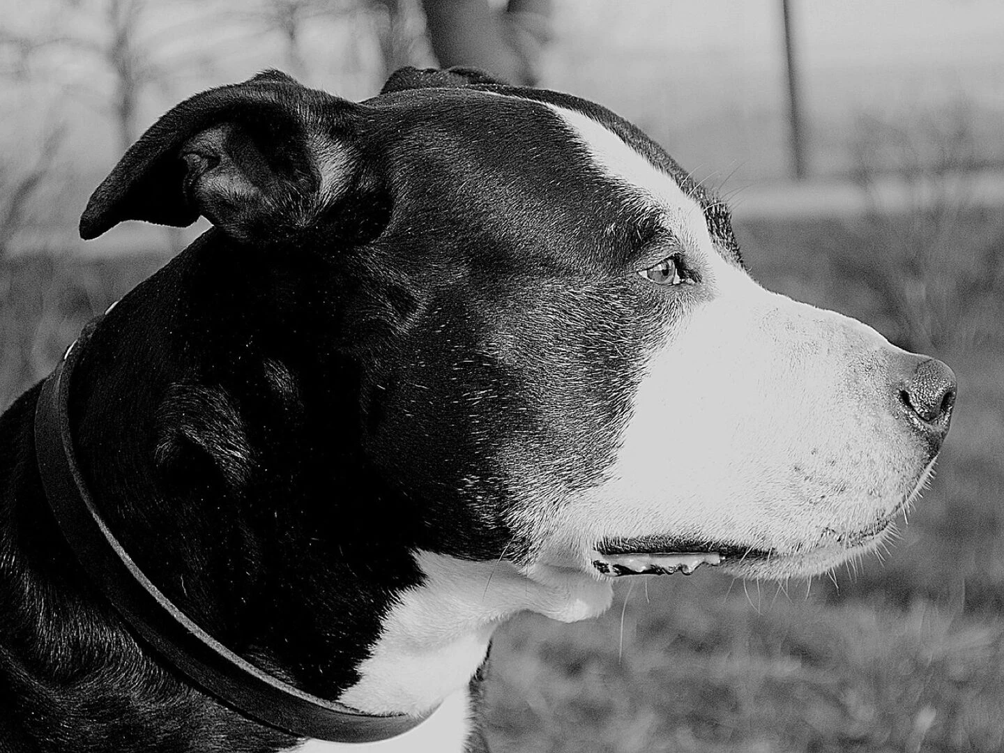 pitbull dog american staffordshire terrier animal pet portrait