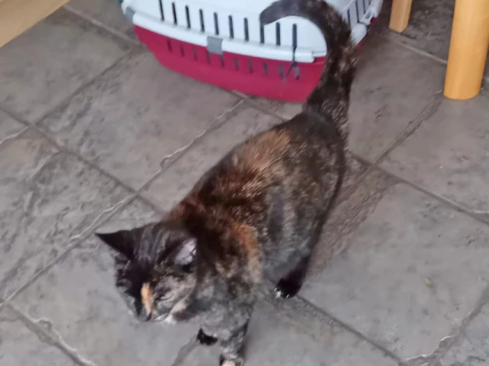 pixie the cat1