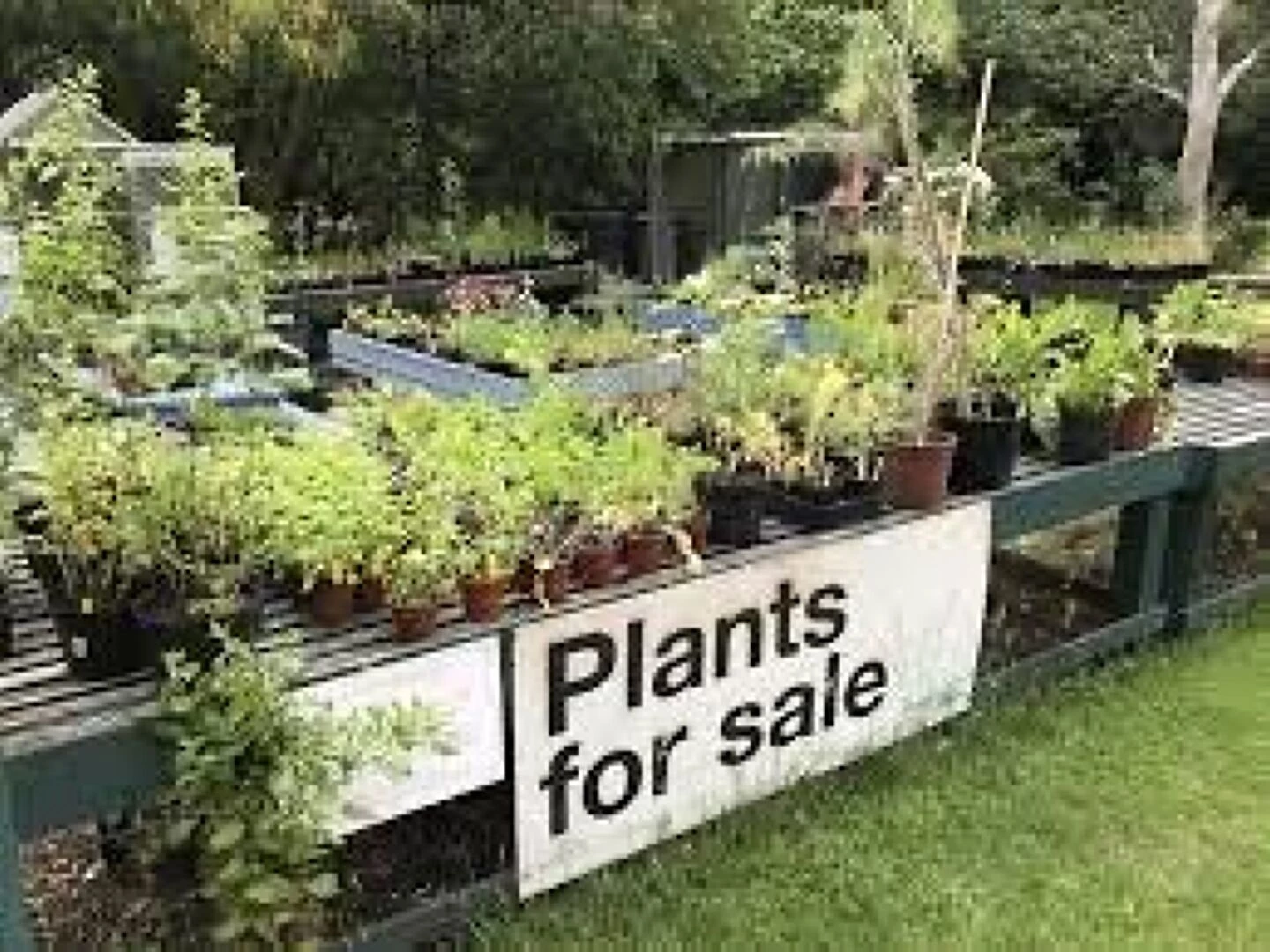 plant sale