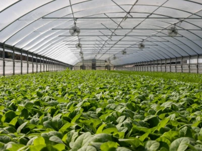 plants in a greenhouse