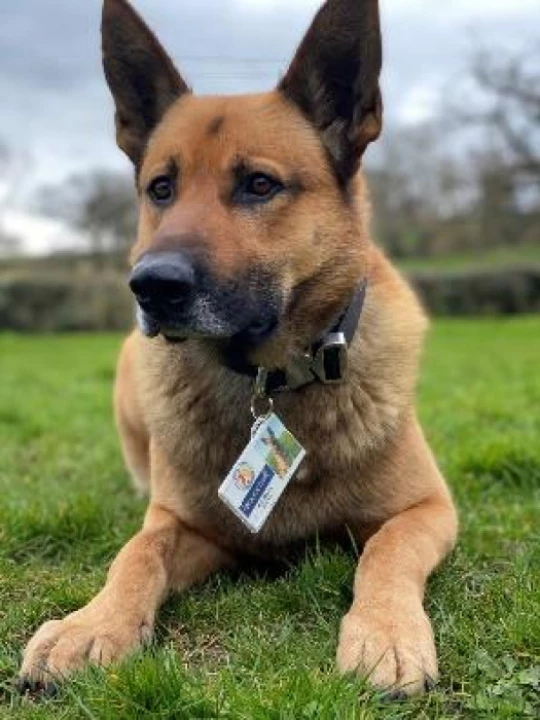 policedog1