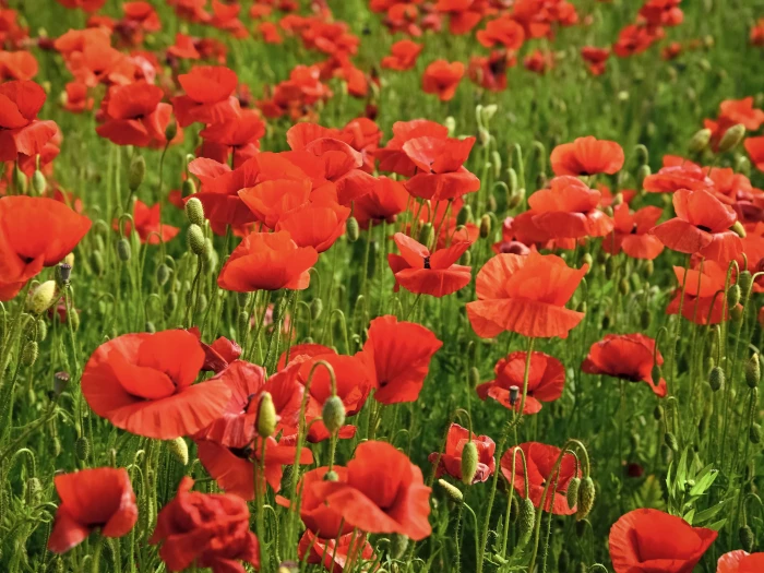 poppies-poppy-remembrance-sunday-remembrance-day