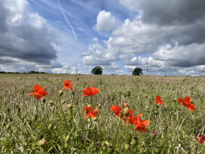 poppies