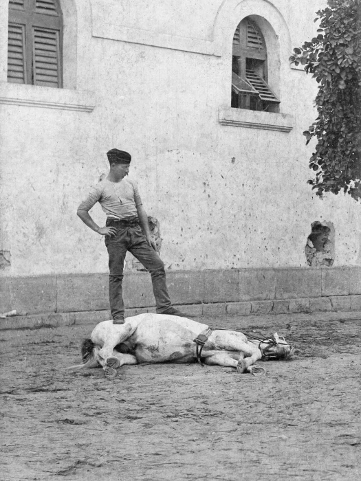 pte harry jones and horse image468 ed