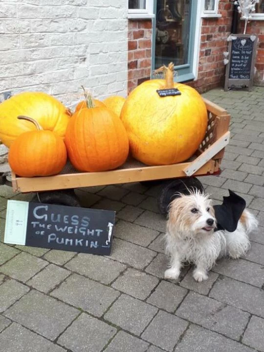 pumpkins