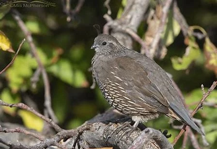 quail