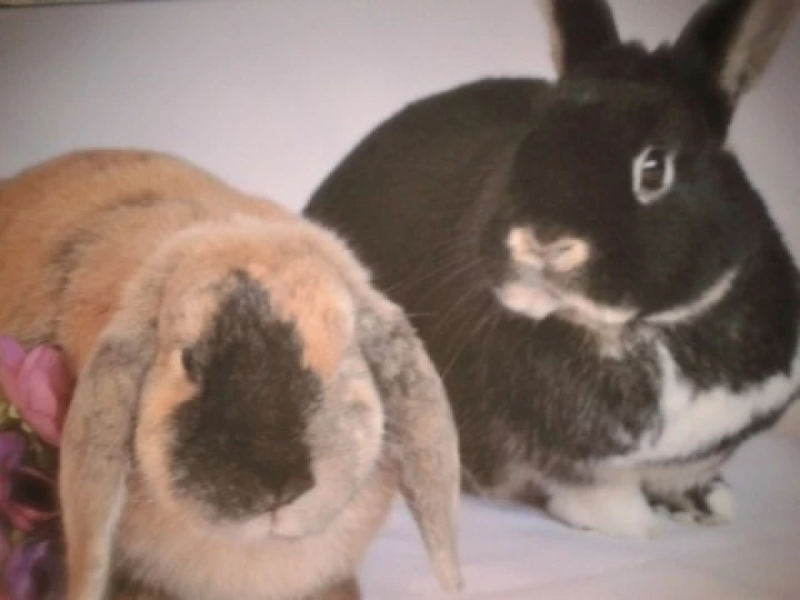 rabbits
