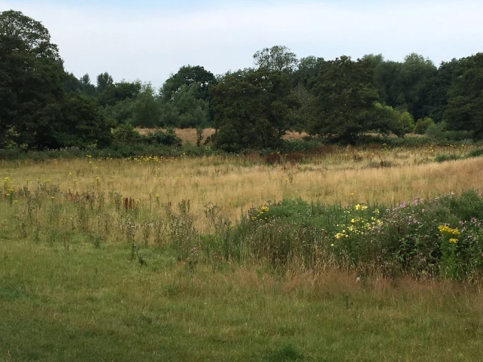 ragwort 2019
