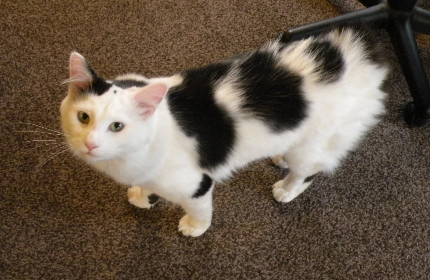 record 172 missing cat tomasz