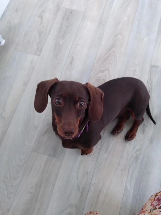record 49 update on dachshund puppy