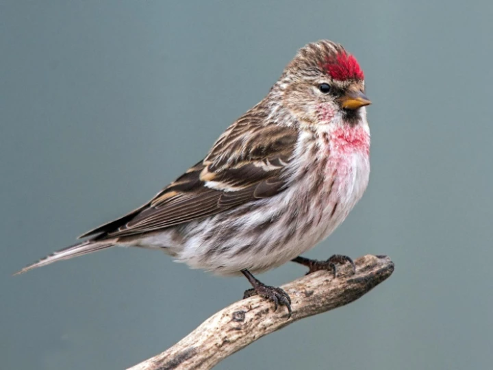 redpoll
